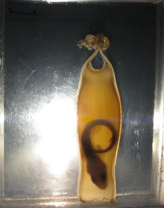 Small-spotted catshark embryo in egg