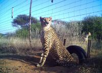 Free-ranging Male Cheetahs