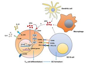 Schematic of the mechanism of action of ETV5 on TFH cell differentiation