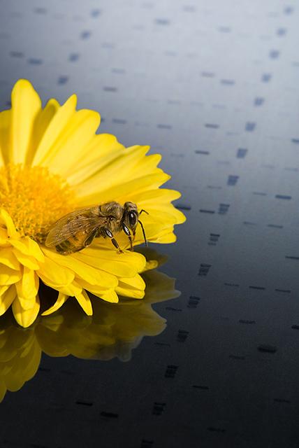 Honey Bee on a Flower Atop a Gene Map