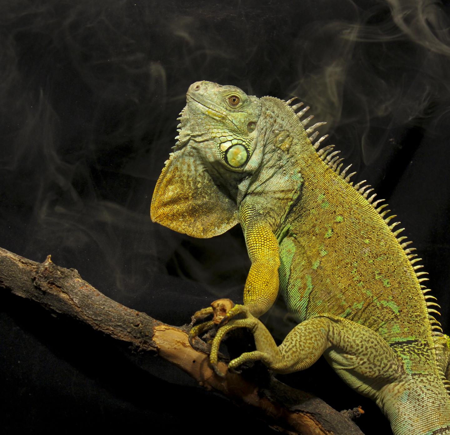 Green Iguana