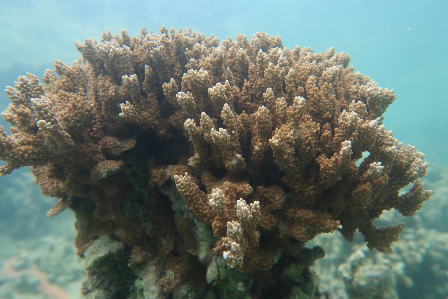 Coral off Hawaii