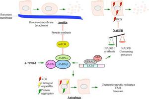 Tumor promoting roles of LKB1