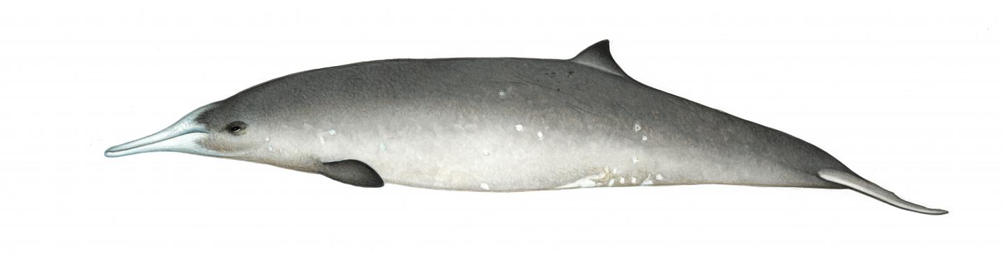 Gray's beaked whale