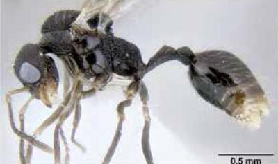 <i>Stenamma diversum</i> (1 of 2)