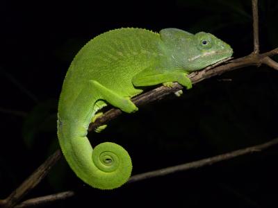 Mayotte Chameleon