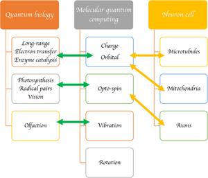 Connections between quantum biology, molecular quantum computing and cognitive science, which is represented by the neuron cell.