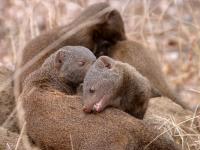 Mongooses Grooming