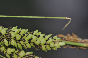 Carex quixotiana, close-up