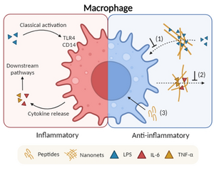 Anti-inflammatory mechanisms of the fibrillating peptides