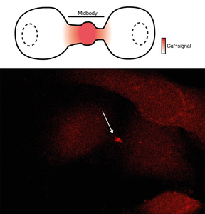 Figure 2. Increase of intracellular calcium concentration in the intercellular bridge of two dividing cells.