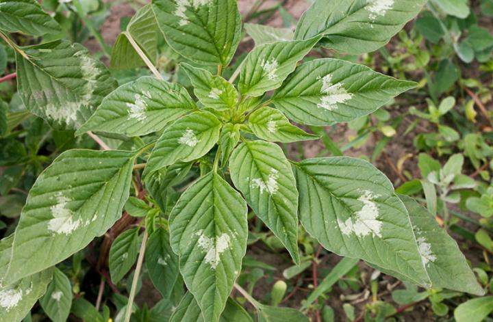 Palmer amaranth