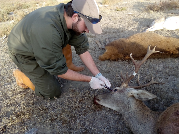 A researcher draws a blood sample from a deer