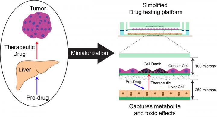 Device Analyzes Metabolism of Pro-Drugs Within the Liver