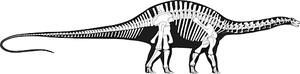 Reconstruction of Sauropod Skeleton