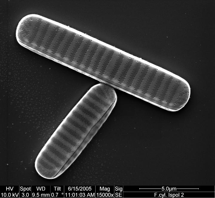 Scanning Electron Micrograph of Two Cells of the Diatom <i>Fragilariopsis cylindrus</i>