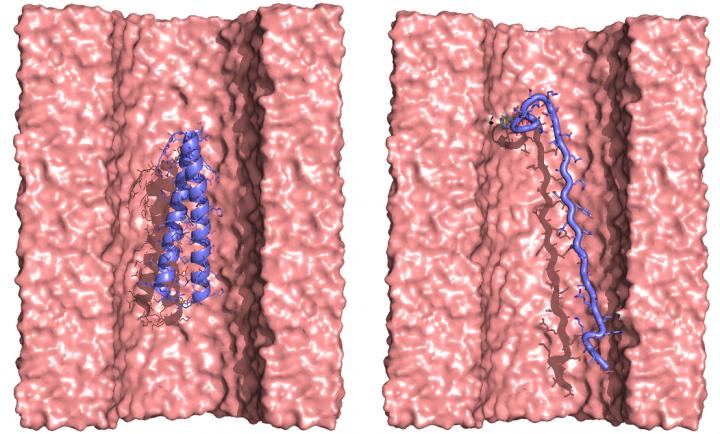 Protein Translocation through a Nanopore