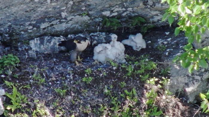 Peregrine Falcon Photo Captured by Drone