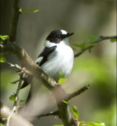 Collared Flycatcher