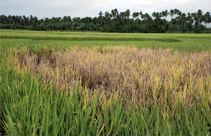 Bacterial blight is a common disease that affects rice plants