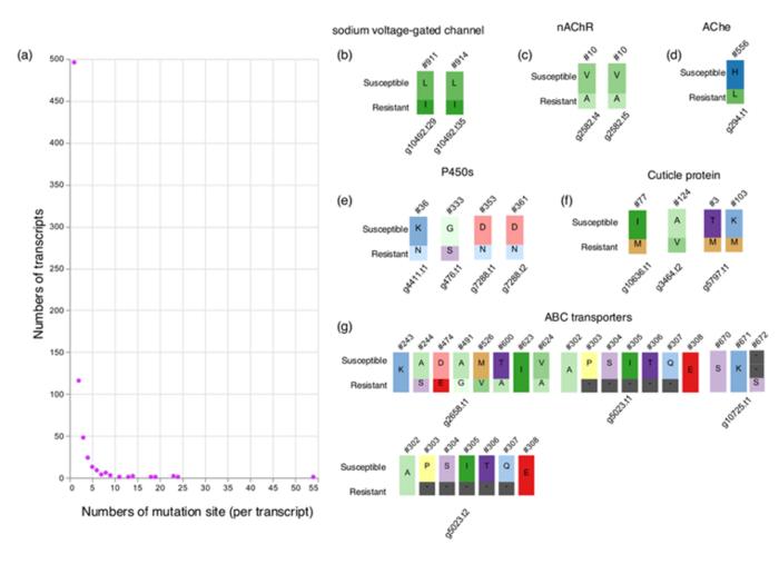 Transcripts with mutations in the resistant bed bugs