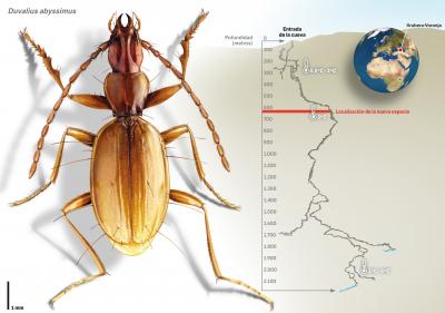 New Species of Beetle in the World's Deepest Cave