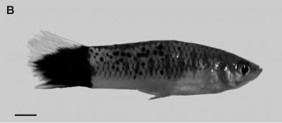 Swordtail Fish Melanoma 2