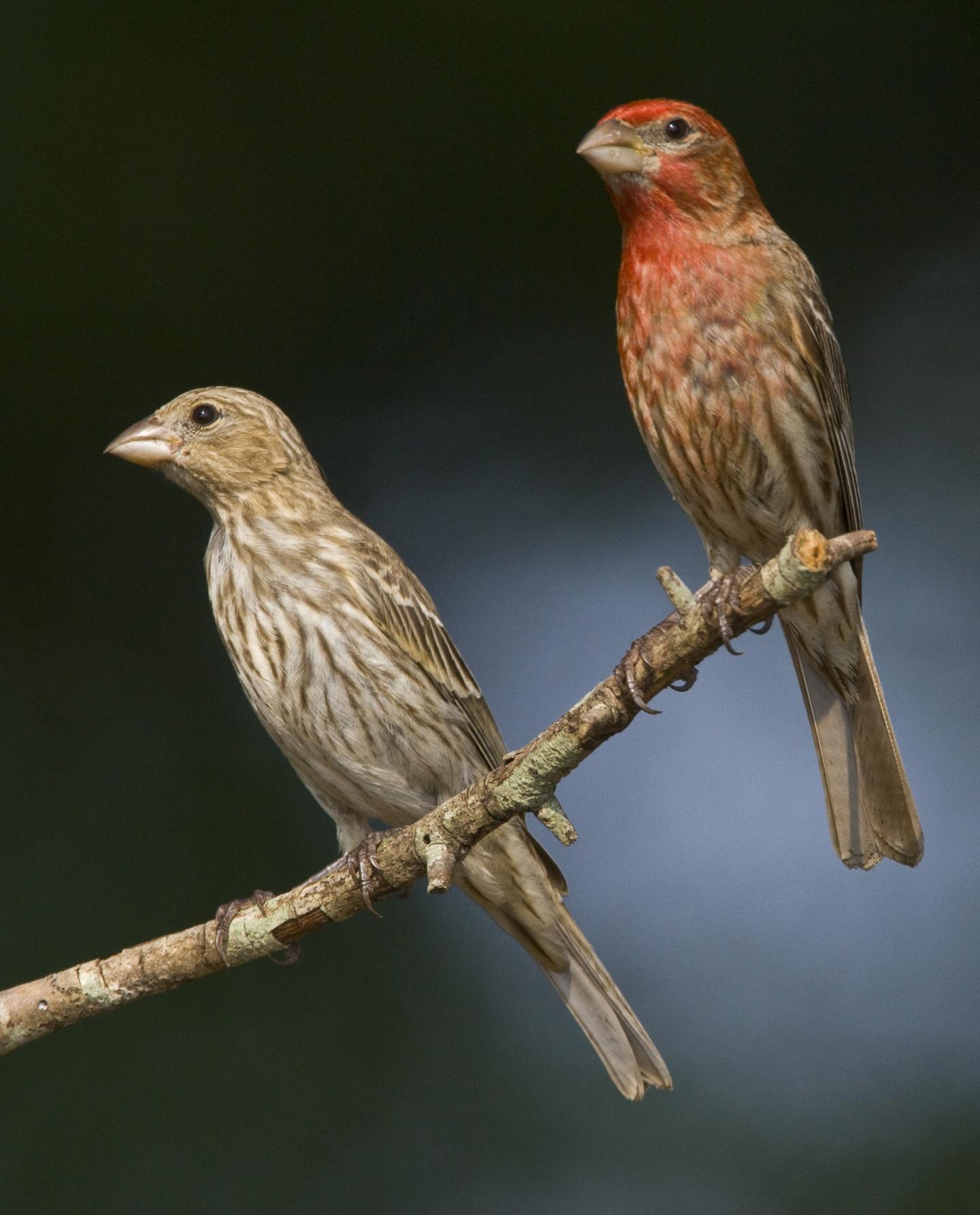 Healthy House Finches