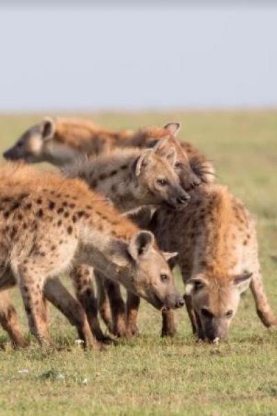 Among spotted hyenas, social ties are inherited