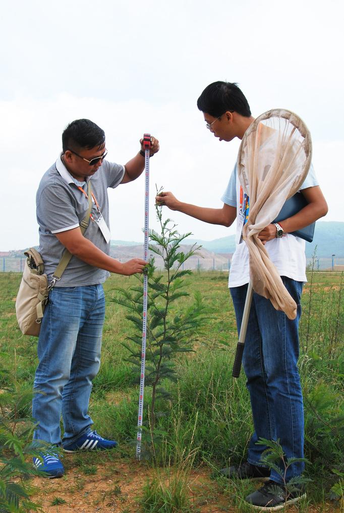 Measuring Black Wattle Tree