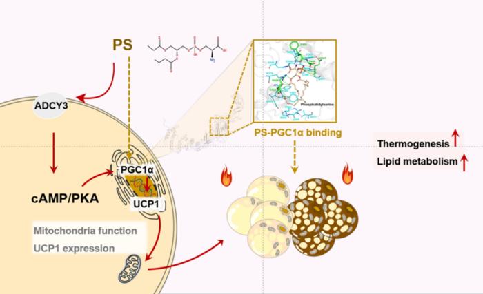 图1. PS通过ADCY3-cAMP-PKA-PGC1α通路调控脂质沉积和能量代谢