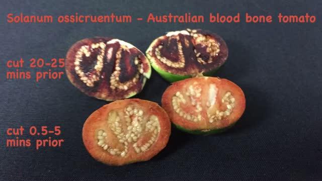 Australian Blood Tomato's Fruits