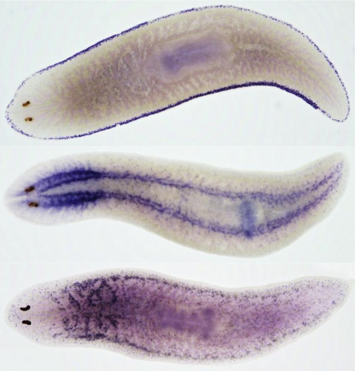 Stained <em>Schmidtea mediterranea</em>