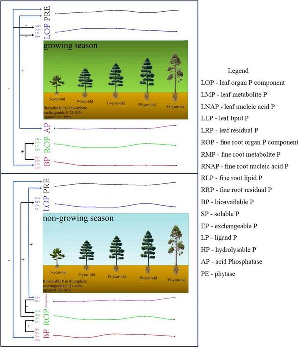 EFFECTS OF PHOSPHORUS RESORPTION ON BIOACTIVE PHOSPHORUS OF DIFFERENT-AGED PINUS MASSONIANA PLANTATIONS