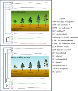 EFFECTS OF PHOSPHORUS RESORPTION ON BIOACTIVE PHOSPHORUS OF DIFFERENT-AGED PINUS MASSONIANA PLANTATIONS