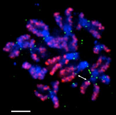 Hotspots for Formation of Kinetochores