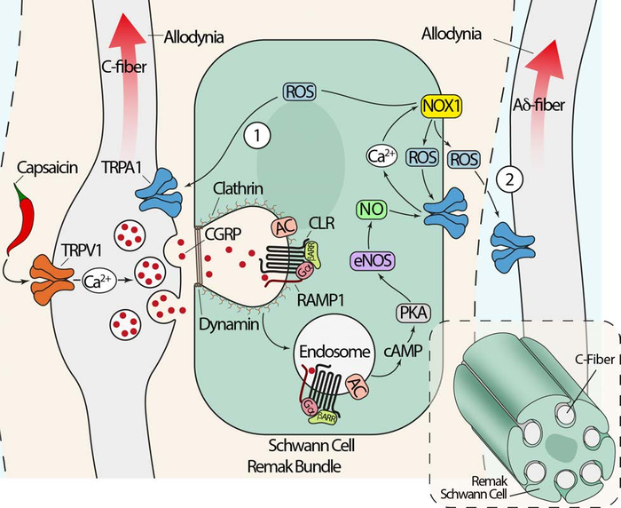 Illustration of pain signaling pathway elicited by CGRP