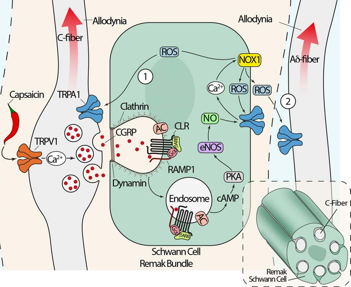 illustration-of-pain-signaling-image-eurekalert-science-news-releases