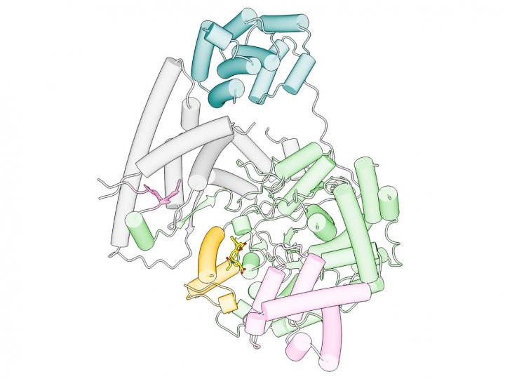 POLRMT-Inhibitor complex.