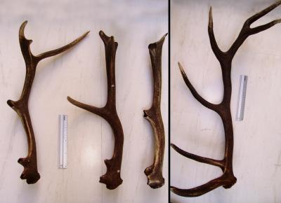 Deer Antlers Inspire a New Theory on Osteoporosis