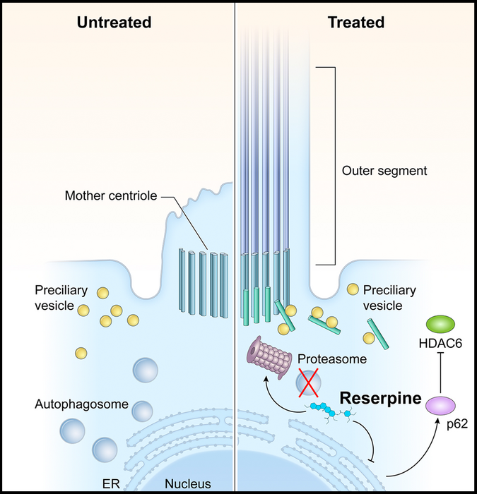 How Reserpine works