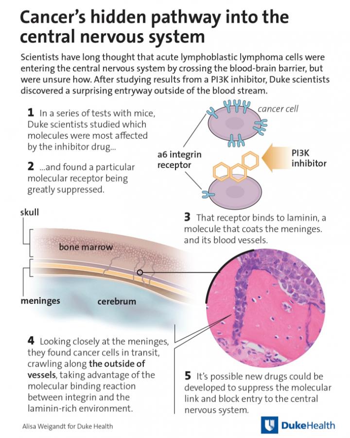 Rather Than Breach the Blood-Brain Barrier, ALL Cells Use a Unique Pathway