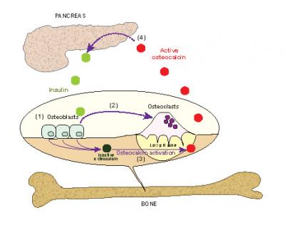 Breakdown of Bone Keeps Blood Sugar in Check