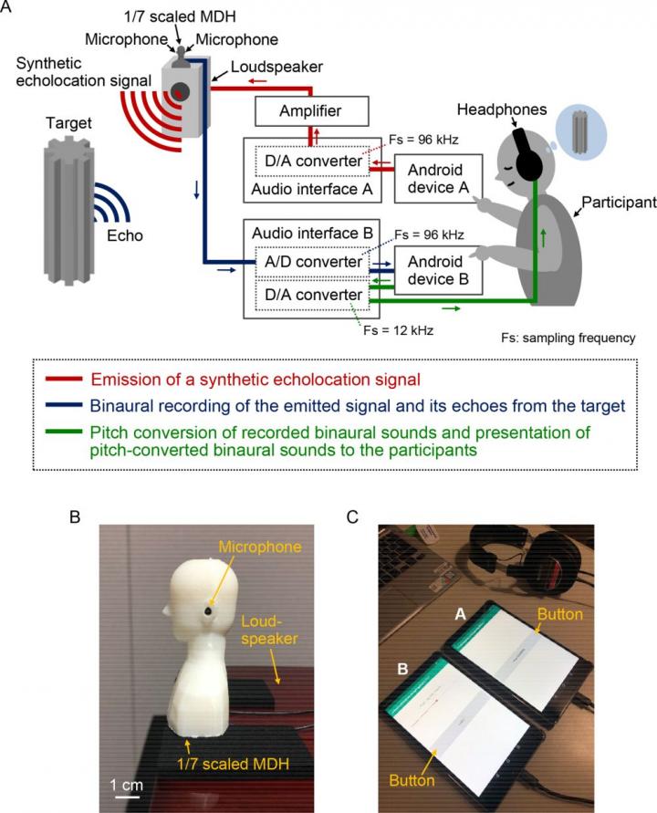 People can learn to distinguish rotating objects by the way they echo sounds