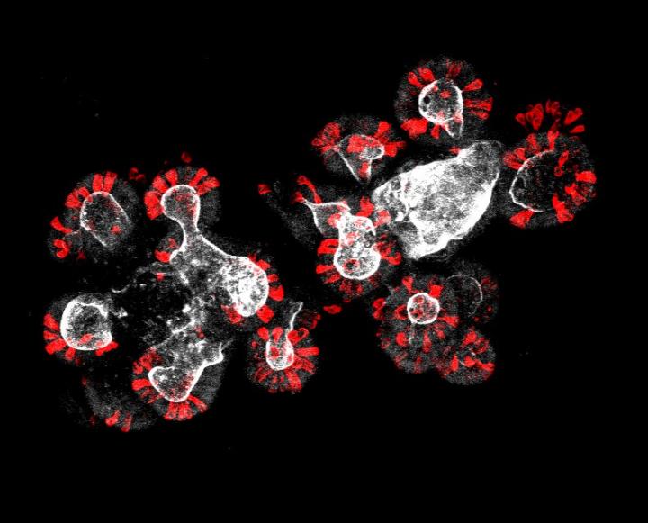 Interactions between Stem Cells and Neighbouring Paneth Cells