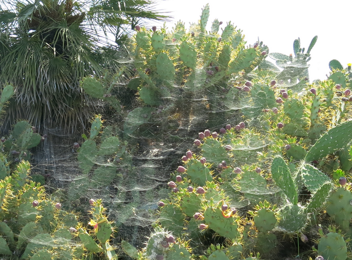 Large web of the group-living spider Cyrtophora citricola