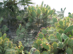 Large web of the group-living spider Cyrtophora citricola