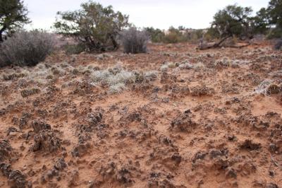 Key Microbes Help Form Topsoil Crusts in Arid Lands