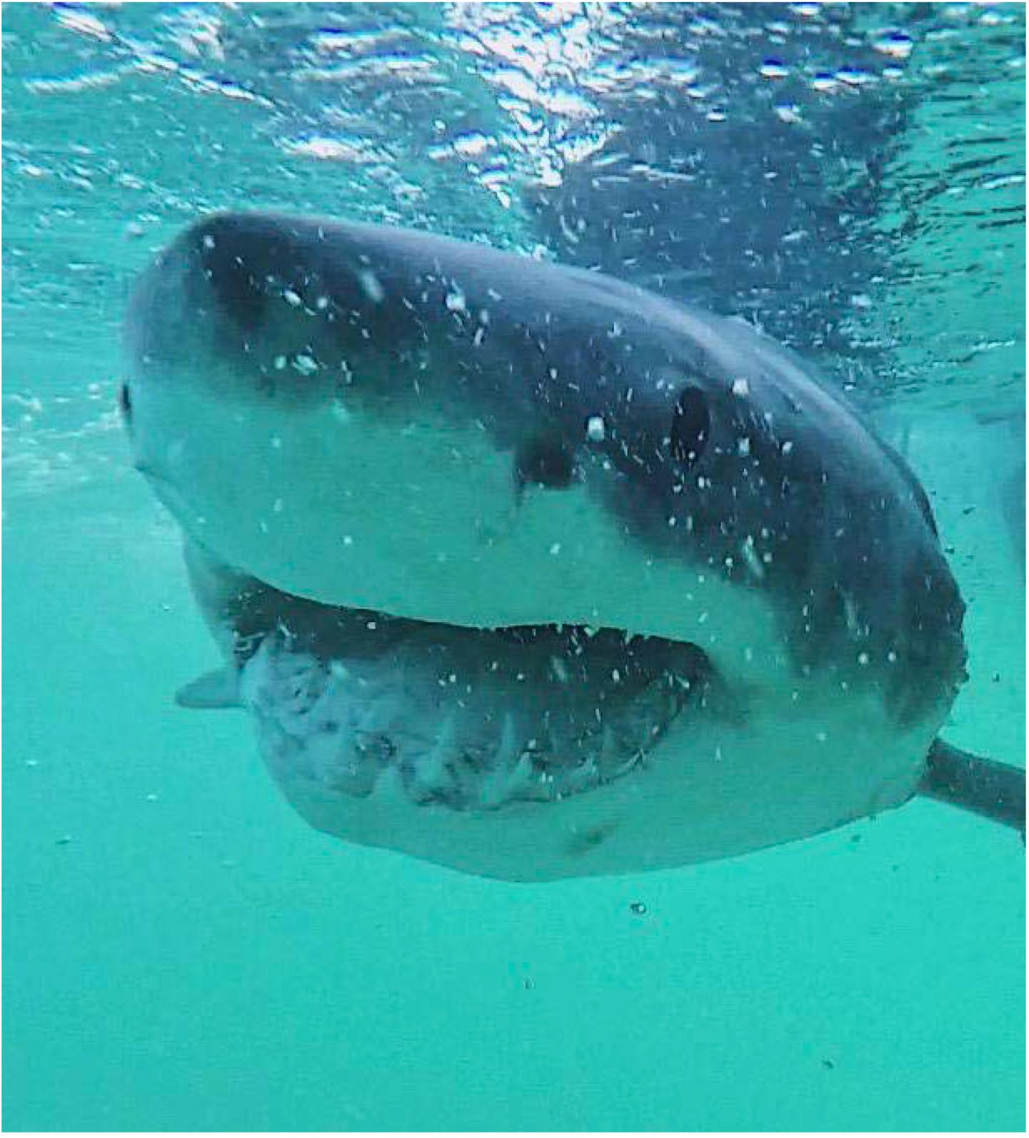 Great White Shark off East Australian Coast