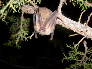 Townsend's big-eared bat